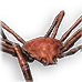Craicic Spider Crab