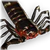Fenumal Scorpion