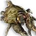 Craicic Shield Crab